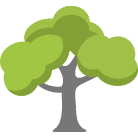 Phoenix Trees Removal