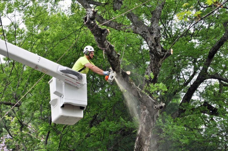 Top Rated Tree Removal Products