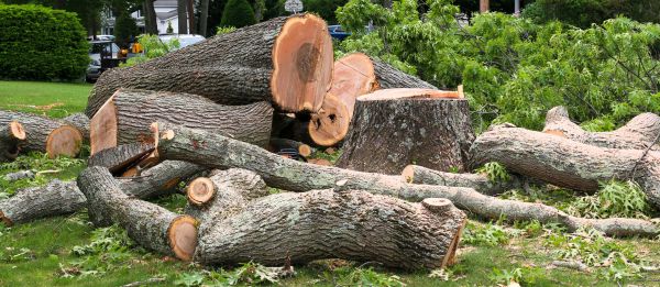Large Tree Removal in Phoenix