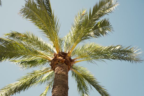 Palm Tree Removal in Phoenix