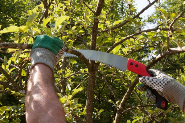 Small Tree Removal in Phoenix