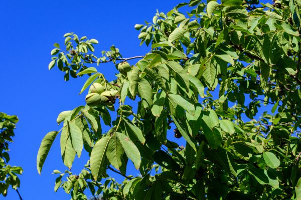 Cost of Walnut Tree Removal in Phoenix