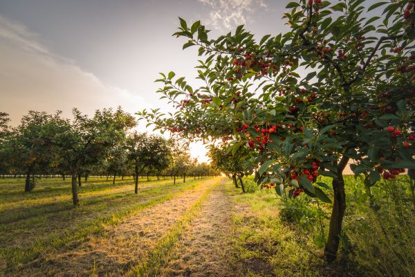 Cherry Tree Removal in Phoenix