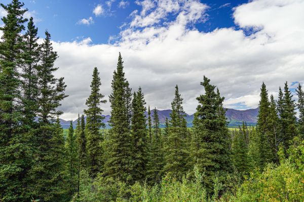 Spruce Tree Removal in Phoenix