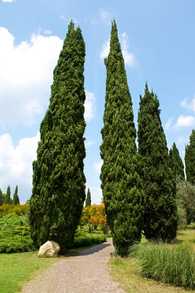 Cost of Cypress Tree Removal in Phoenix