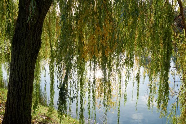 Cost of Willow Tree Removal in Phoenix