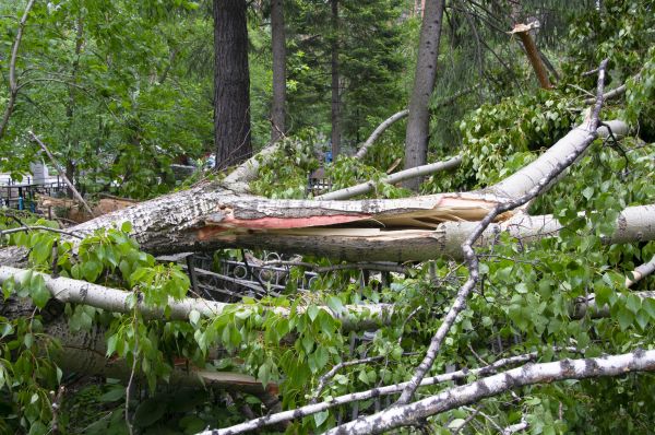 Birch Tree Removal in Phoenix