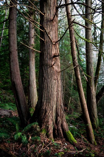 Cost of Cedar Tree Removal in Phoenix