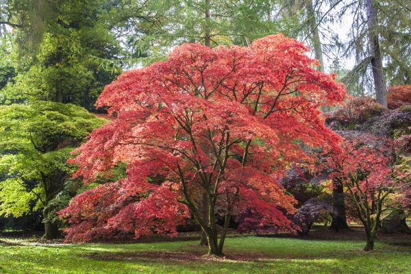Cost of Maple Tree Removal in Phoenix