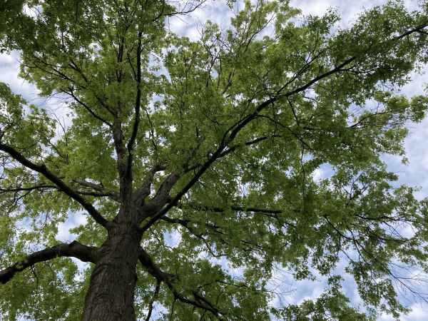 Cost of Oak Tree Removal in Phoenix