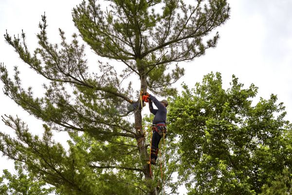 Cost of Pine Tree Removal in Phoenix