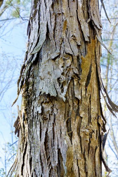 Hickory Tree Removal in Phoenix