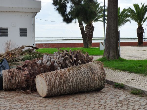 Palm Trees Removal in Phoenix