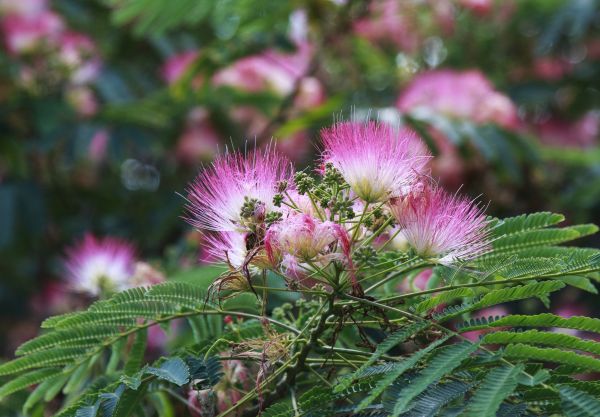 Mimosa Tree Removal in Phoenix