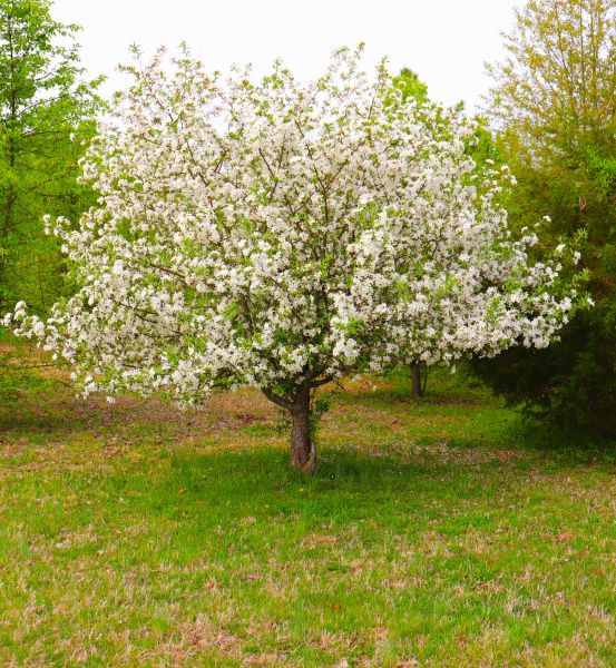 Dogwood Tree Removal in Phoenix