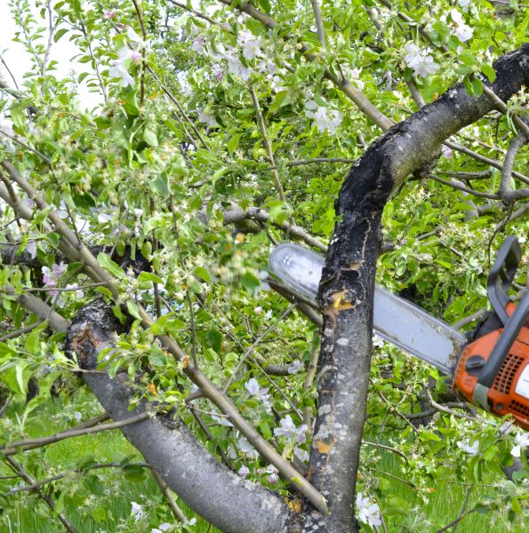 Apple Tree Removal in Phoenix