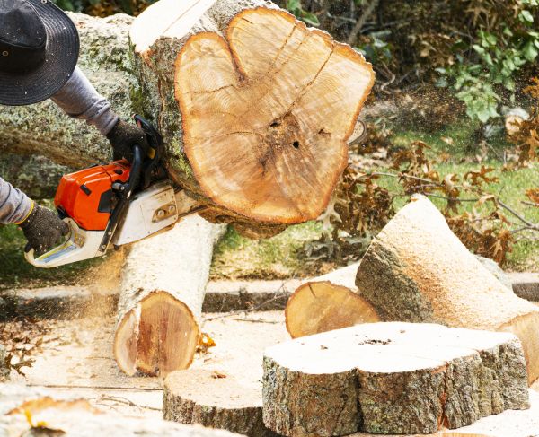 Tree Removal Service in Phoenix