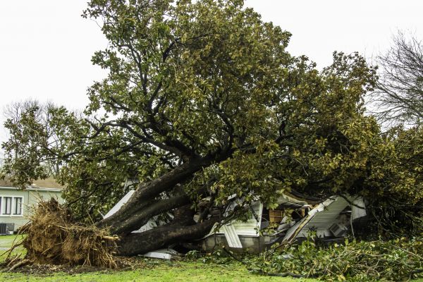 Fallen Tree Removal in Phoenix