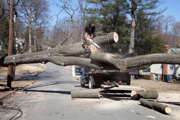 Cost of Residential Tree Removal in Phoenix