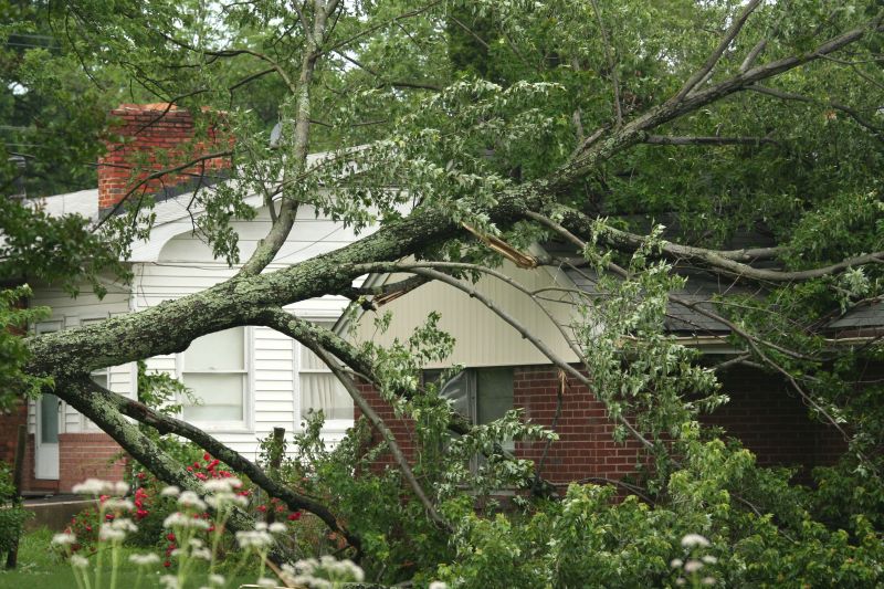 Tree on Roof Damage