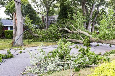 Fallen Tree Removal detail
