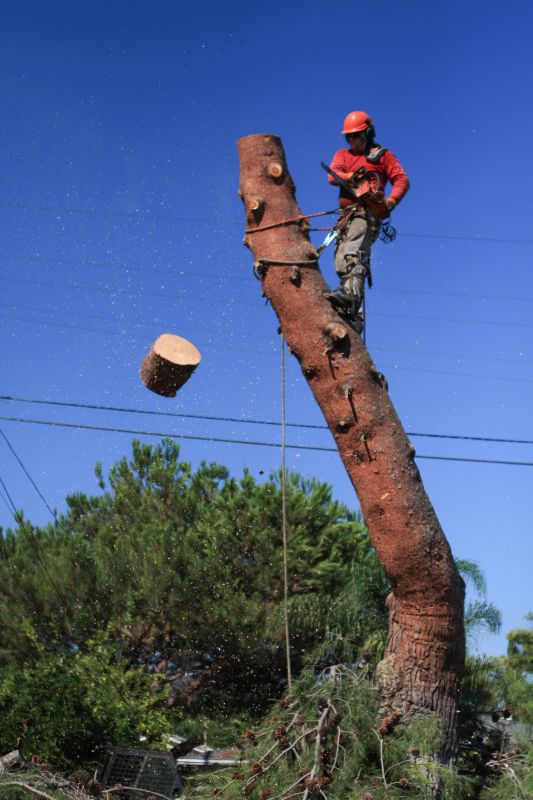 Tree Cutting Process