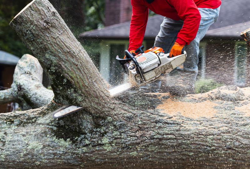 Tree Removal Planning