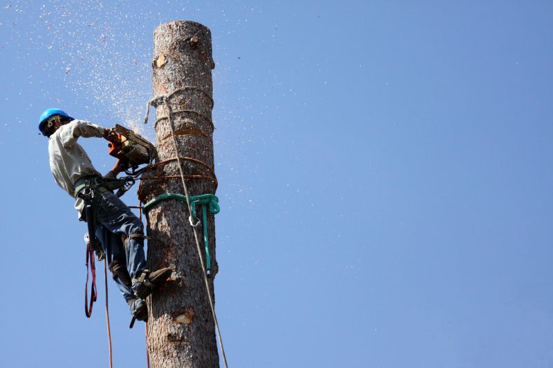 Tree Removal Companies