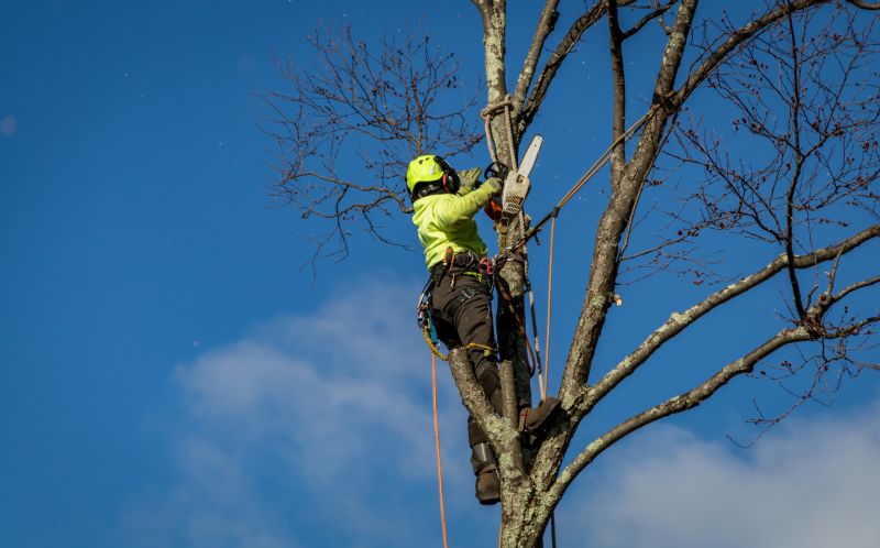 Utility Line Clearance Teams
