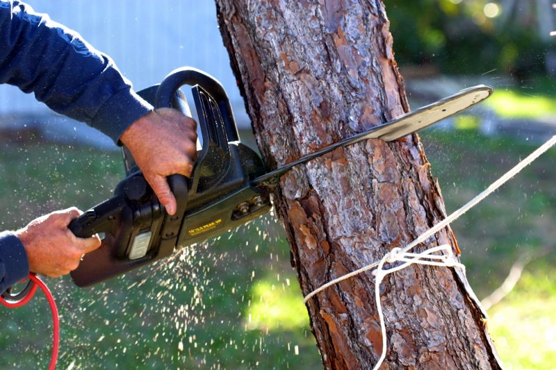 Local Tree Care Experts