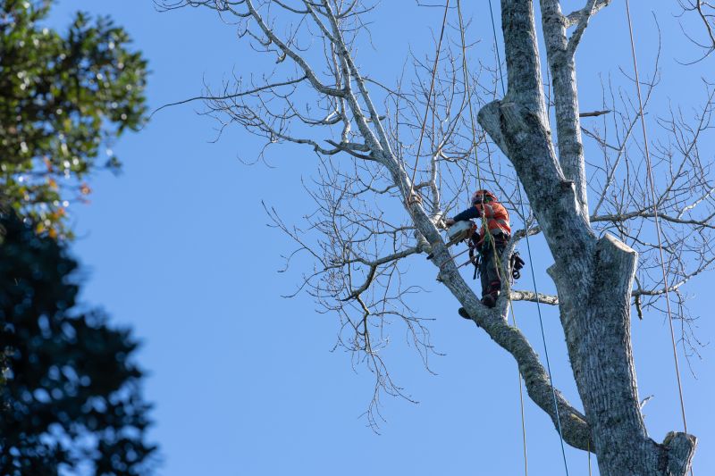 Tree Assessment